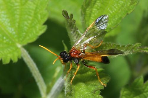 Tenthredo campestris